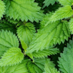 Nettle Root