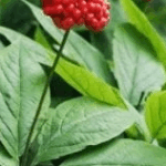 Panax Ginseng