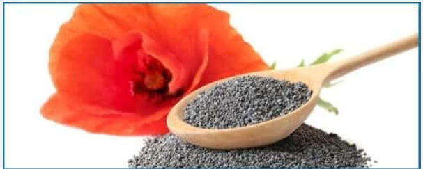 California Poppy