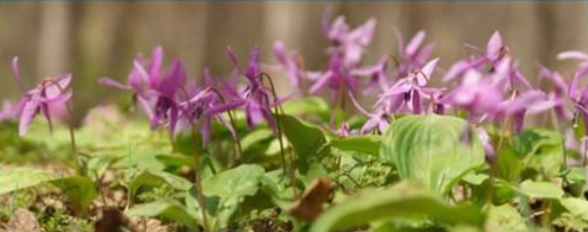 Corydalis (Yanhusuo Plant)