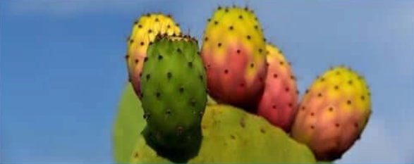 Prickly Pear